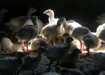 First Recent US Case of Human Bird Flu Confirmed in Colorado
