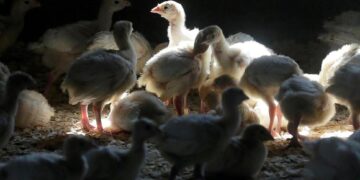 First Recent US Case of Human Bird Flu Confirmed in Colorado