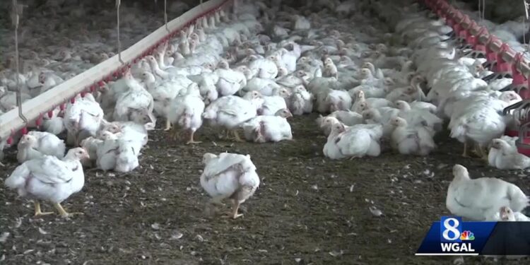 Illinois recommends residents halt use of bird feeders, baths