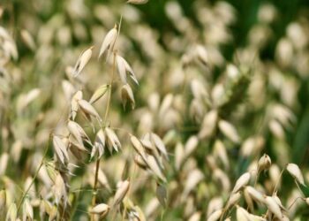 Oat reference genome: Insights into a uniquely healthy cereal crop