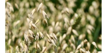 Oat reference genome: Insights into a uniquely healthy cereal crop