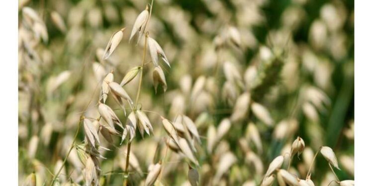Oat reference genome: Insights into a uniquely healthy cereal crop