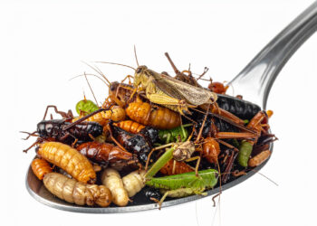 Edible Insects: Are Bugs the Protein of the Future?